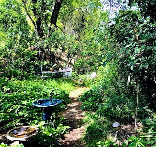 our garden .jpeg