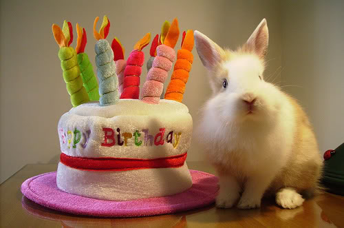 birthdaybunny.jpg